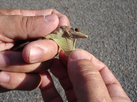 Anolis aeneus dewlap Chagaramas Trinidad 11-09