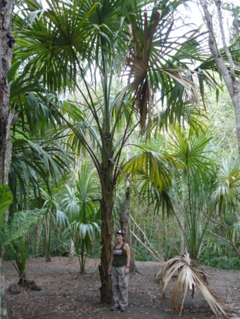 Botan palm Tikal 05 1
