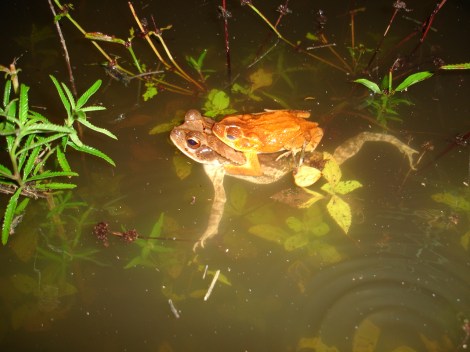Bufo valliceps amplexus Tikal 5-10 RAT 1