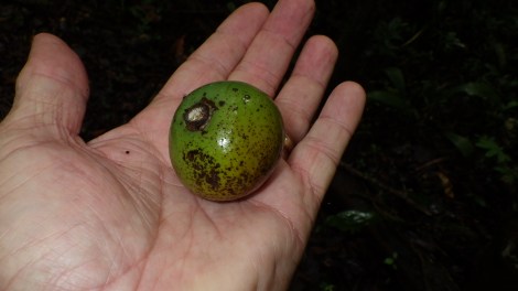 Chicoloro vine seed Strychnos panamensis Las Cuevas Chiquibul Belize 5-12 3