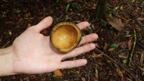 Chicoloro vine seed Strychnos panamensis Las Cuevas Chiquibul Belize 5-12 4