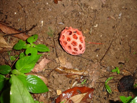 Clathrus crispus Turpin Chaa Creek 8-12-07 1