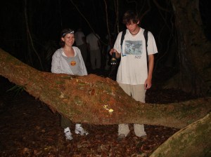 Entada gigas vine Kaway Cockscomb 05 1