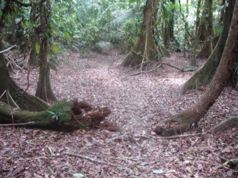 Entada vine Kaway Swamp 5-06 1