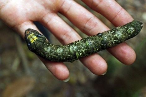 Hawk Moth Hemeroplanes ornatus Cockscomb Tiger Fern Trail 5-10 JLamb
