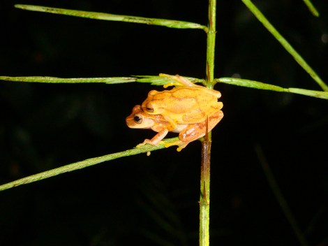 Hyla microcephala Cockscomb 5-10 AKT
