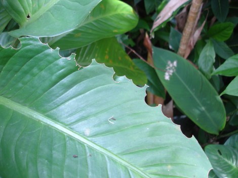 Leaf cutter activity Asa Wright Nature Centre 11-5-11 2