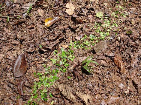 Leaf cutter ant leaves dropped when sun out Cockscomb 5-2010