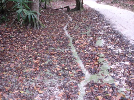 Leafcutter trails Tikal 5-10 RAT 1