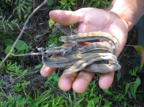 Macuna bean pods 4-04