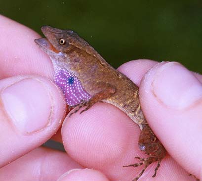 Norops uniformis dewlap Cockscombe 2002