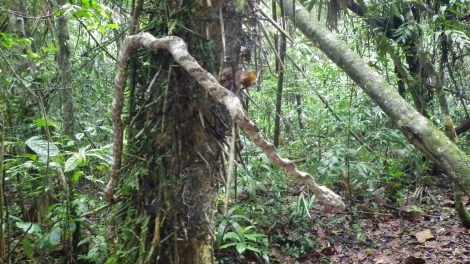 Pseustes poecilonotus juvenile Las Cuevas Chiquibul Belize 5-12 1
