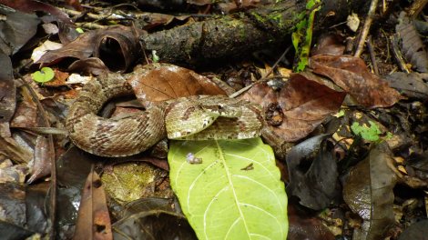 Pseustes poecilonotus juvenile Las Cuevas Chiquibul Belize 5-12 12