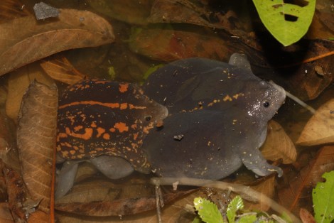 Rhinophrynus dorsalis amplexus Tikal 5-10 SFortenberry