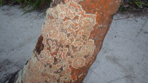 Dirinaria applanata or D. picta i with orange Trentepohlia sp. densely covering the base of a coconut tree.
