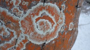 Dirinaria applanata or D. picta infused with Trentepohlia sp.