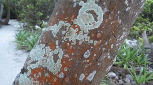 Dirinaria and Trentepohlia on a coconut tree trunk.