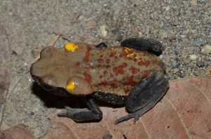 Rhaebo guttatus. Smooth-sided toad. Yasuni Research Station Ecuador August 2013. Photo by Shannon Fortenberry. 